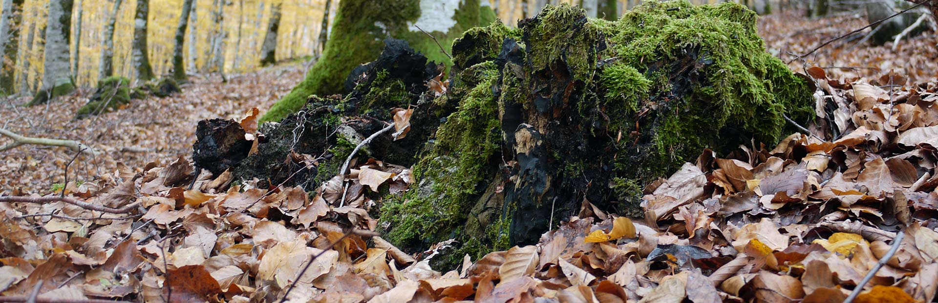 bosque con colores de otoño en el parque nacional de ordesa en viaje de senderismo
